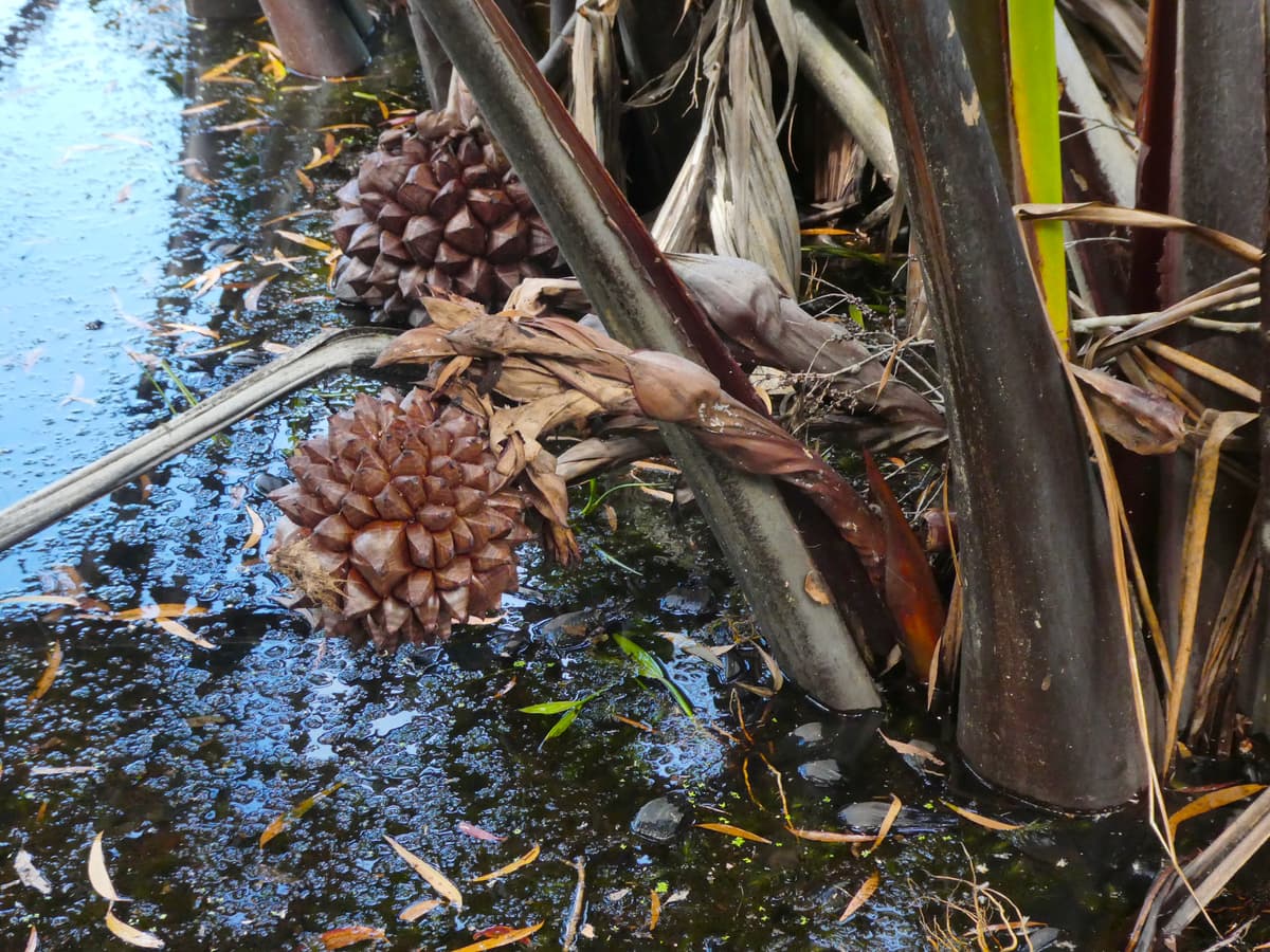 Botanical specimen of Nypa Fruticans.