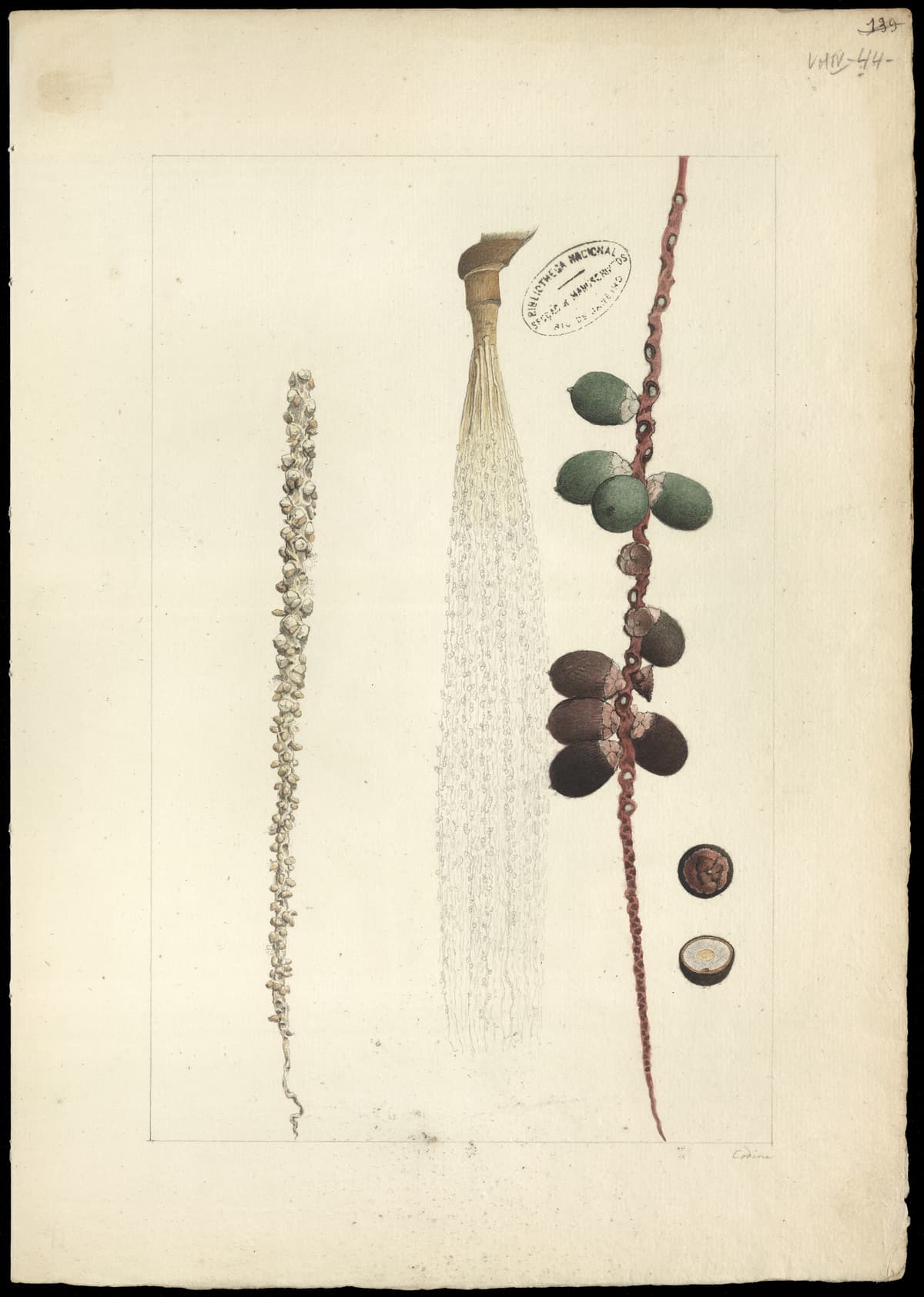 Botanical specimen of Oenocarpus Bacaba.