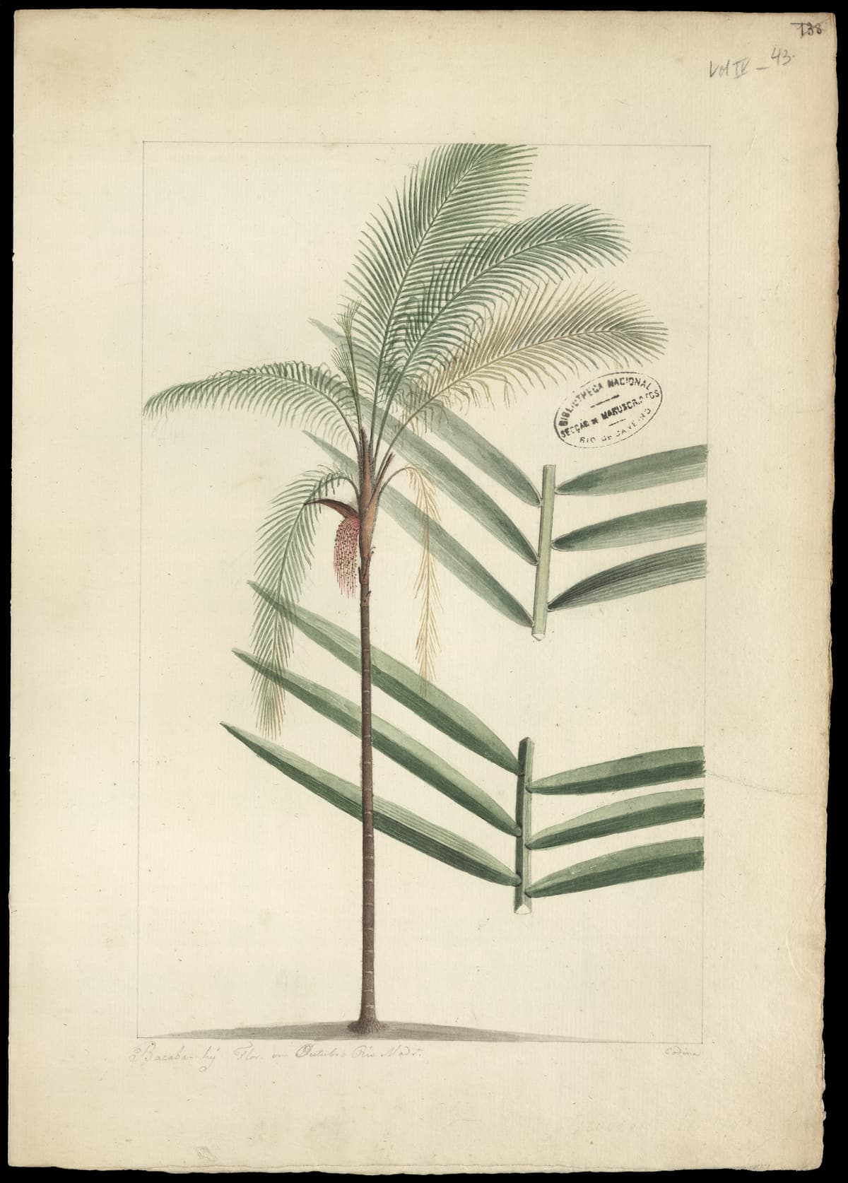 Botanical specimen of Oenocarpus Bacaba.