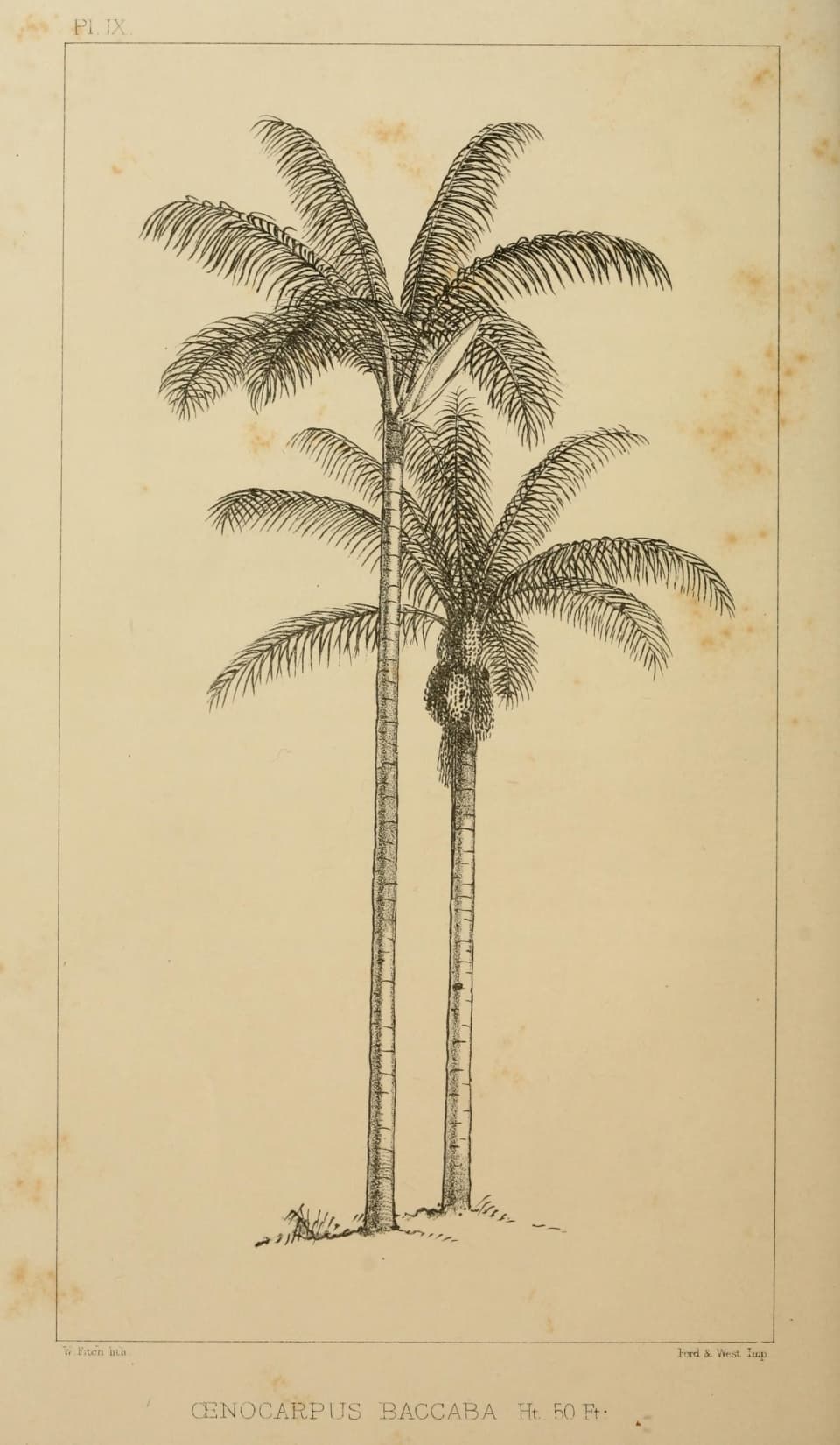 Botanical specimen of Oenocarpus Bacaba.