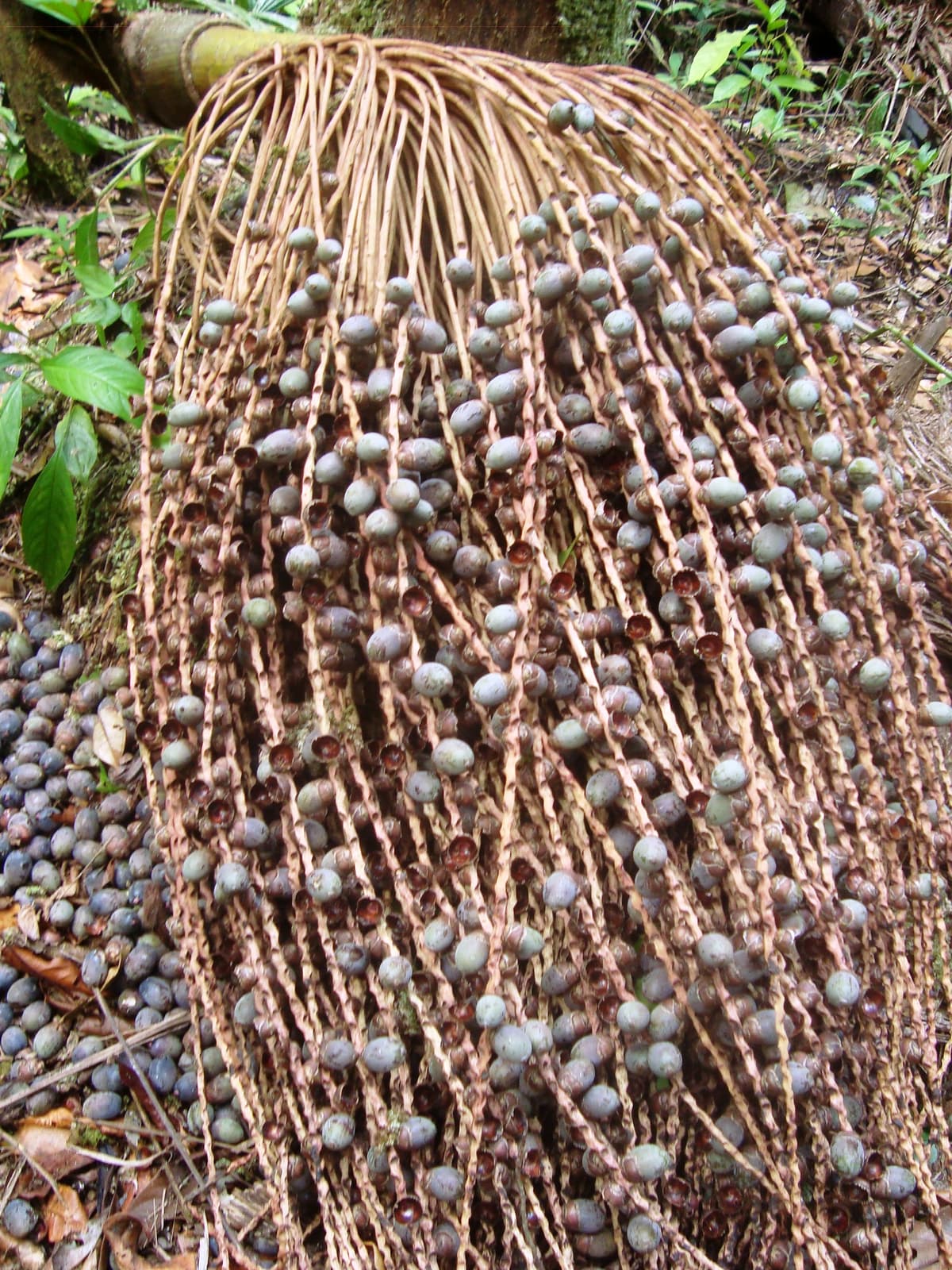 Botanical specimen of Oenocarpus Bataua.