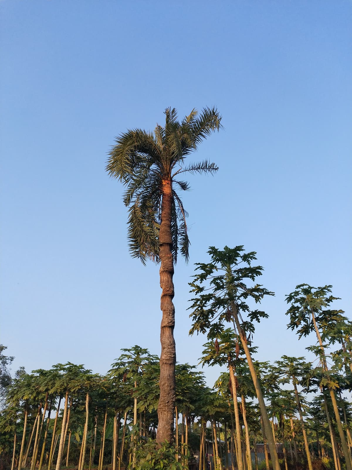 Botanical specimen of Oenocarpus Bataua.