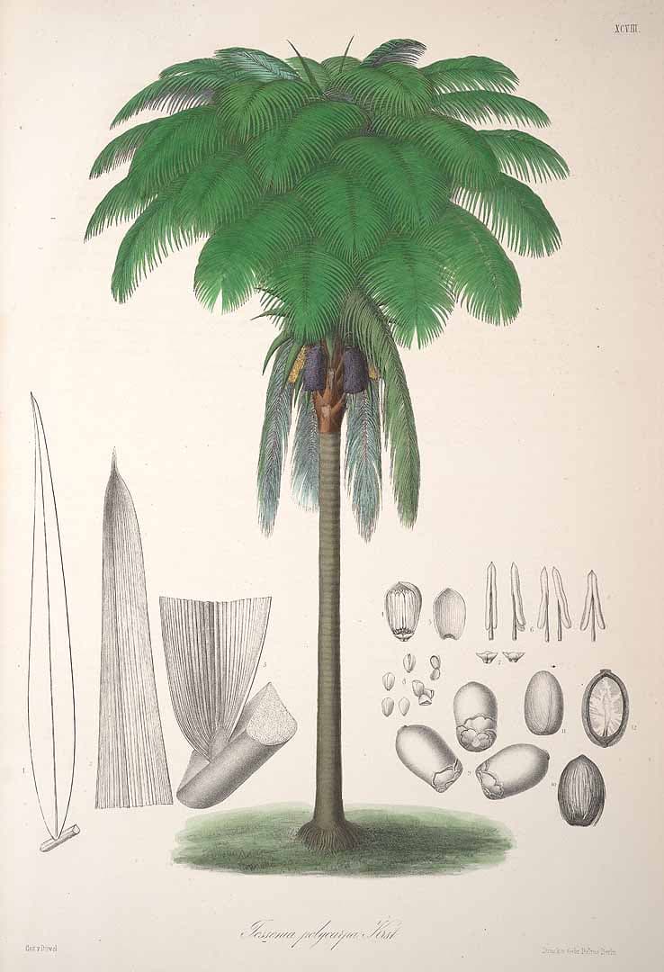 Botanical specimen of Oenocarpus Bataua.