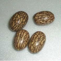 Botanical specimen of Oenocarpus Bataua.