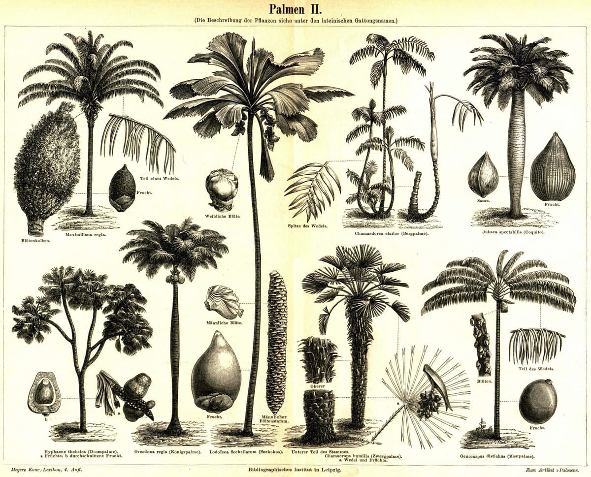 Botanical specimen of Oenocarpus Distichus.