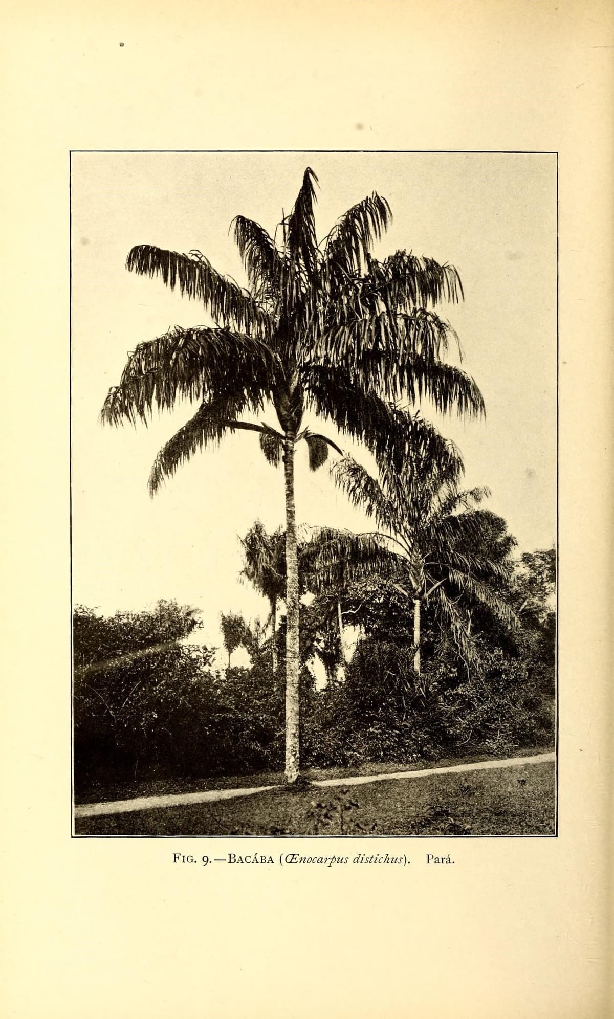 Botanical specimen of Oenocarpus Distichus.