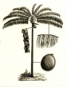 Botanical specimen of Oenocarpus Distichus.
