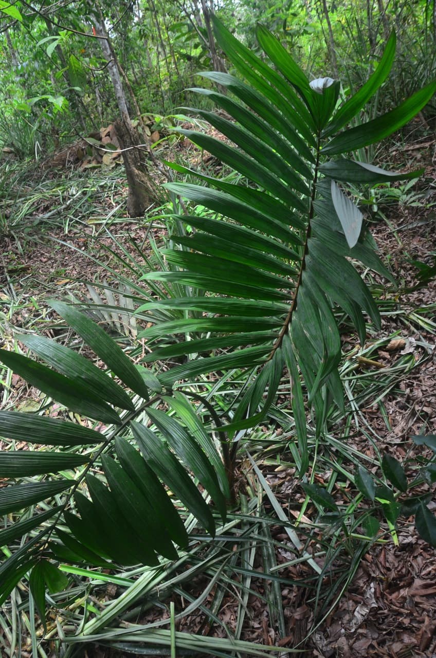 Botanical specimen of Oenocarpus Mapora.