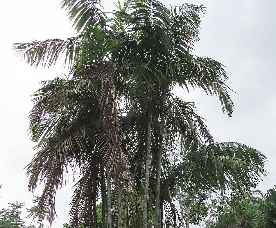 Botanical specimen of Oenocarpus Mapora.