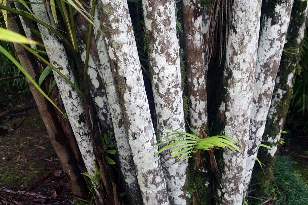 Botanical specimen of Oenocarpus Mapora.
