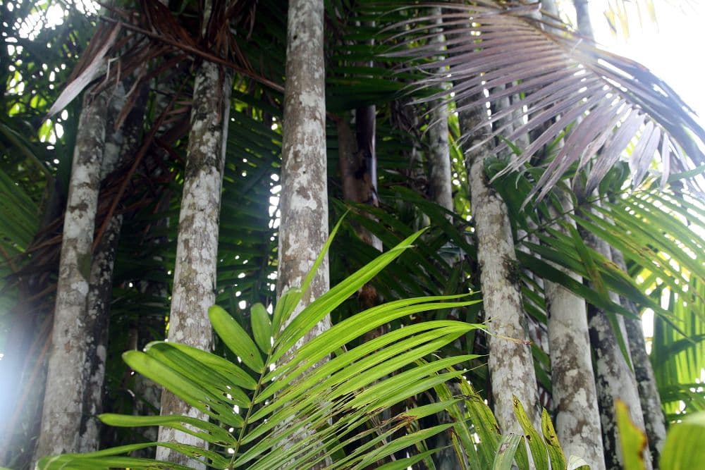 Botanical specimen of Oenocarpus Mapora.