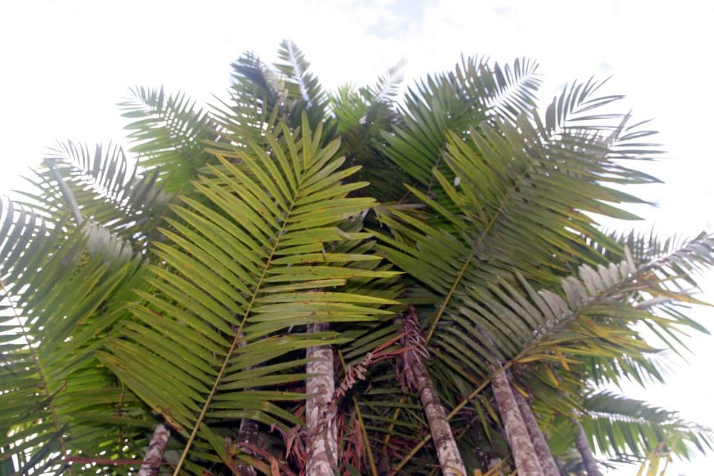 Botanical specimen of Oenocarpus Mapora.