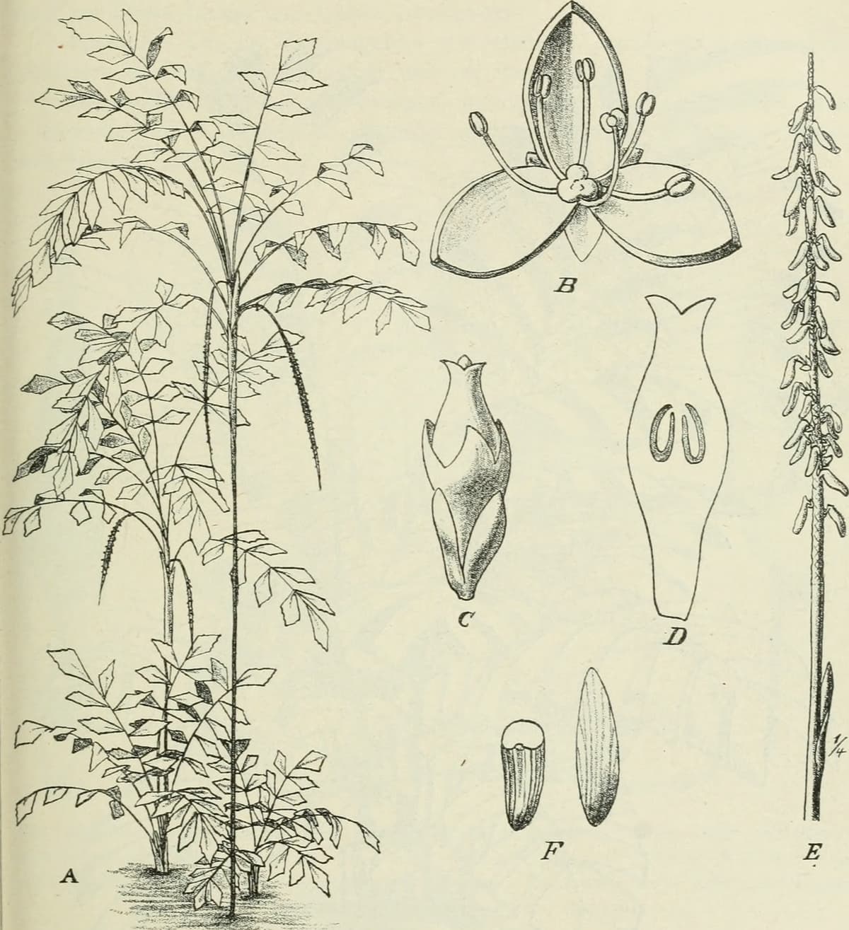 Botanical specimen of Oncocalamus Mannii.