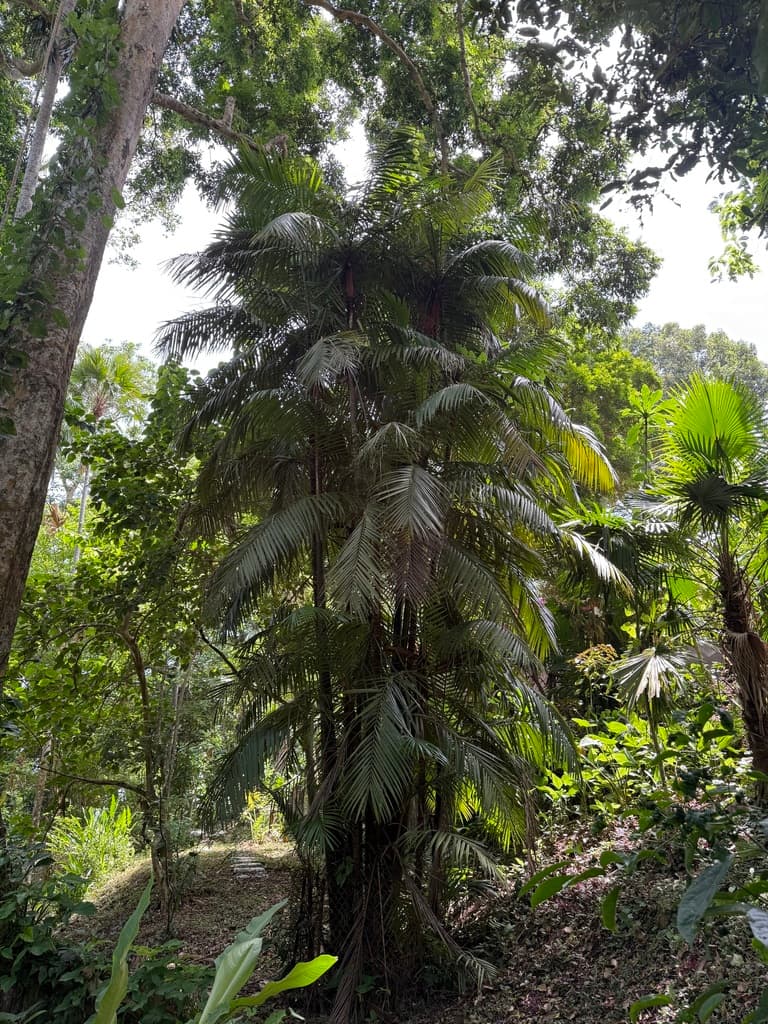 Botanical specimen of Oncosperma Gracilipes.