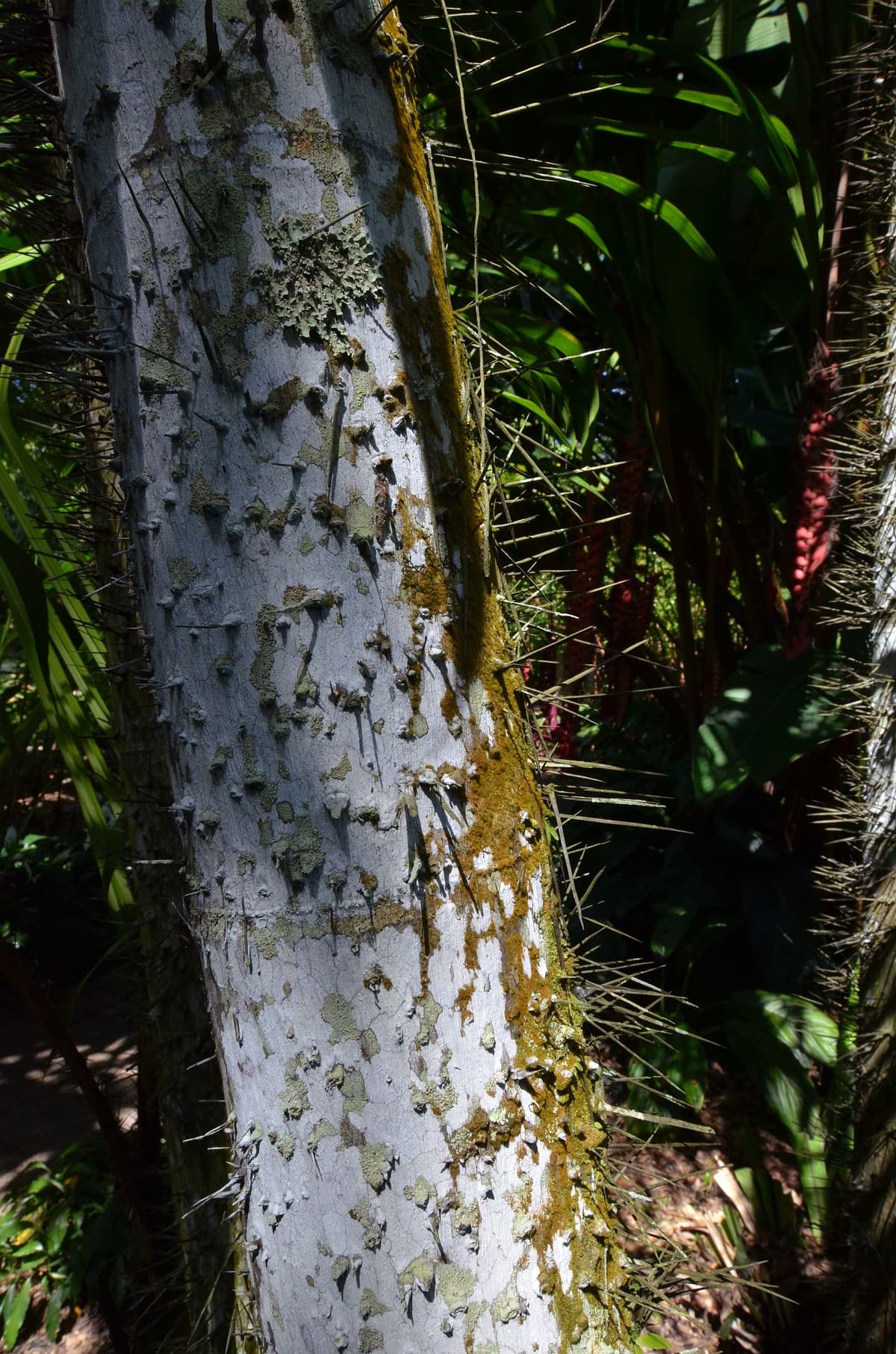 Botanical specimen of Oncosperma Tigillarium.