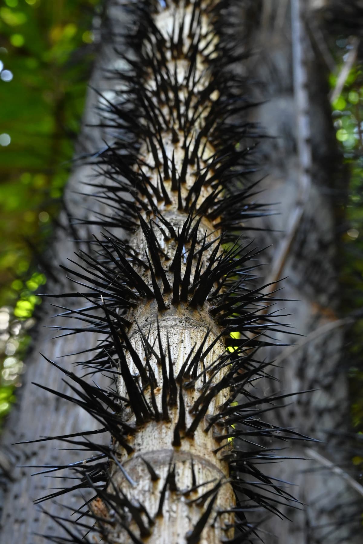 Botanical specimen of Oncosperma Tigillarium.
