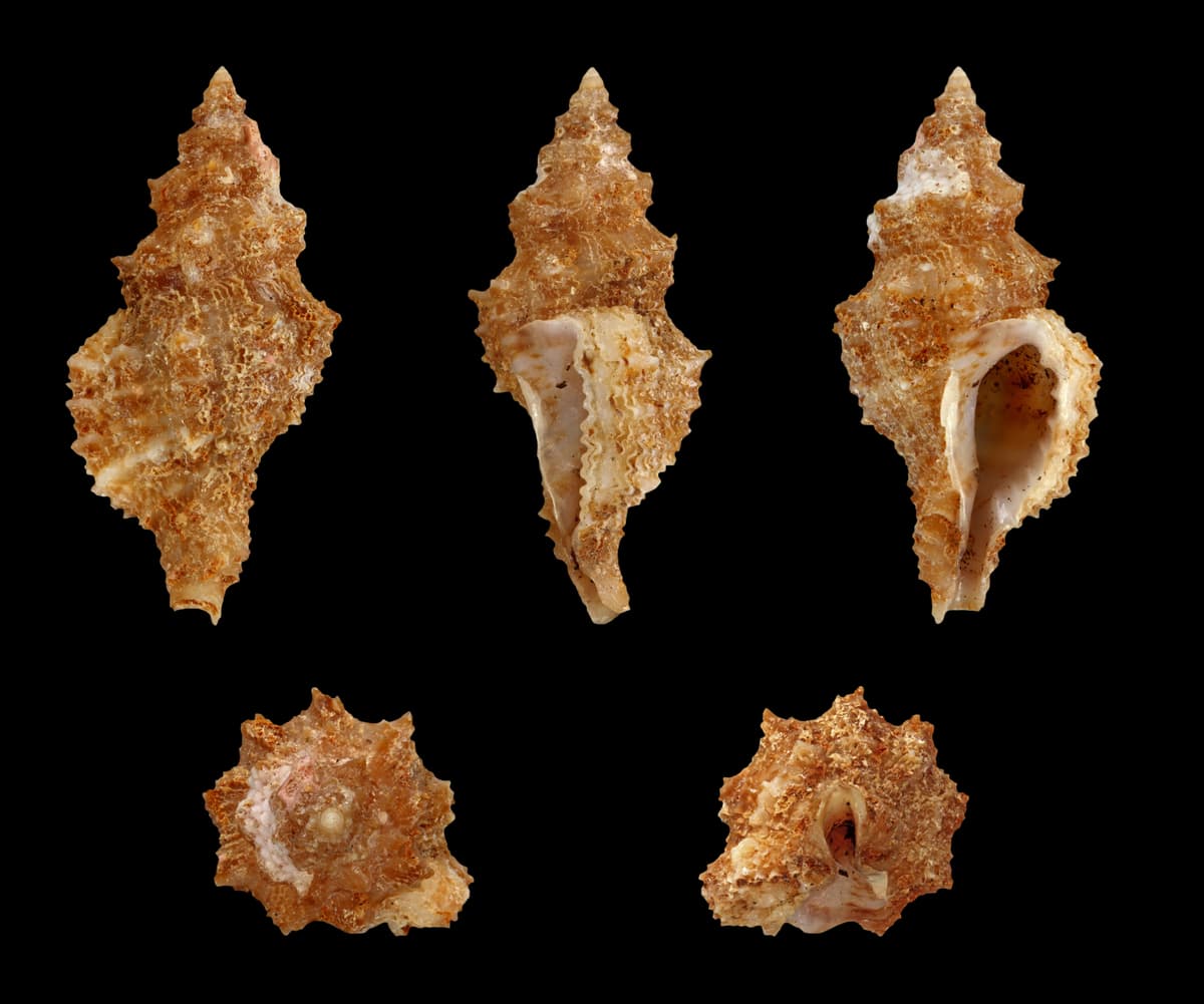 Botanical specimen of Orania Longisquama.