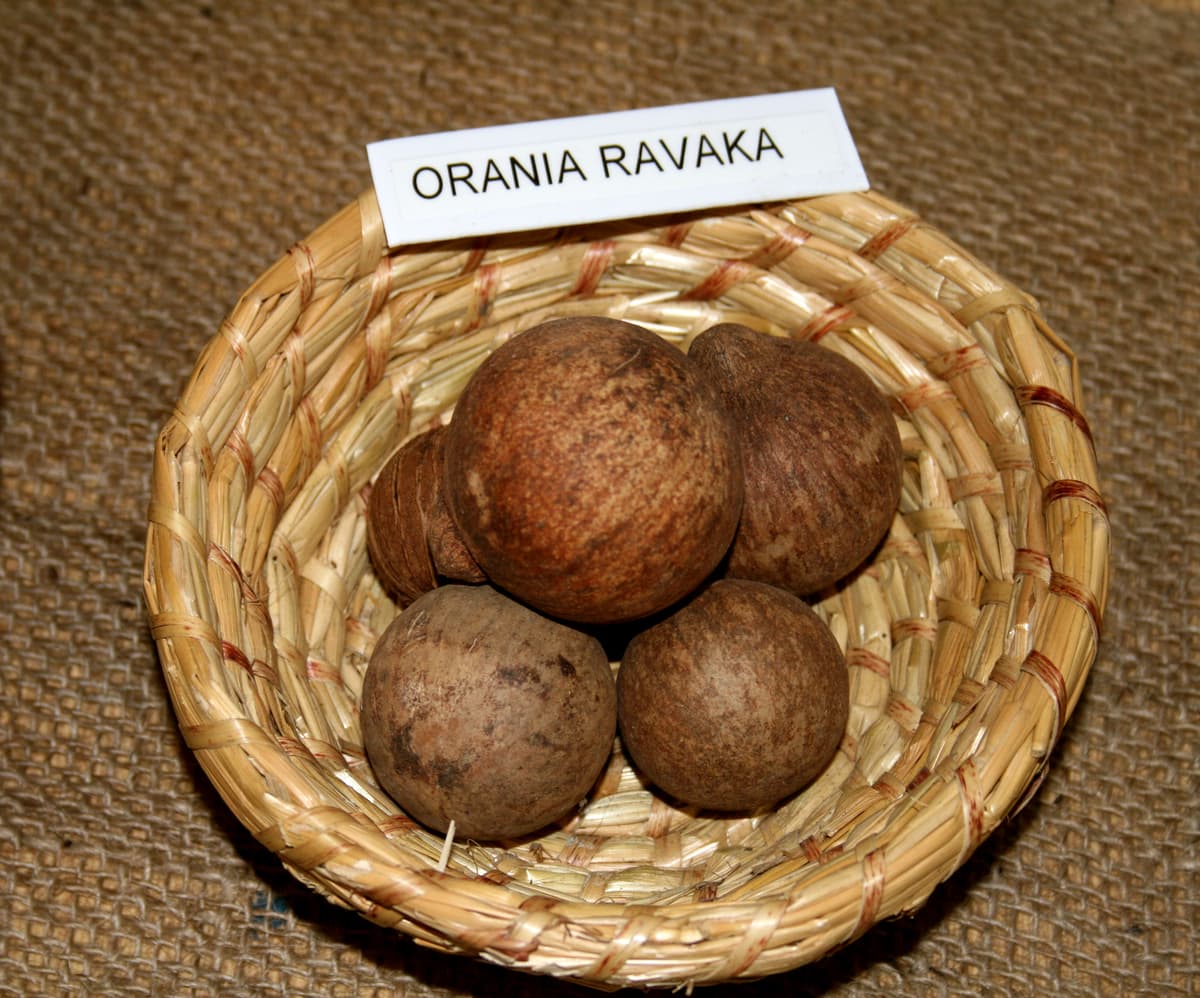 Botanical specimen of Orania Ravaka.