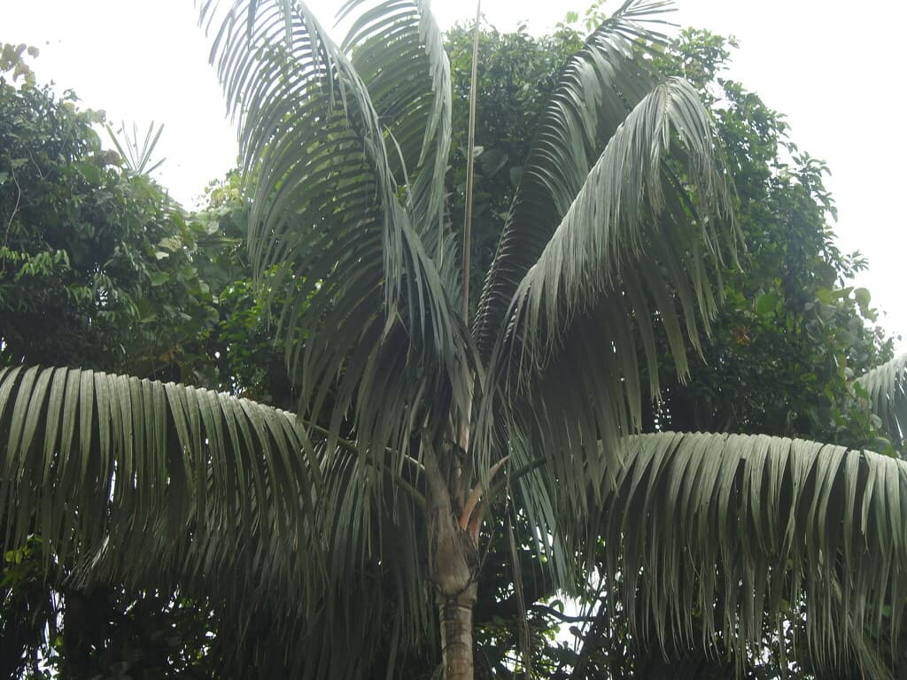 Botanical specimen of Orania Regalis.