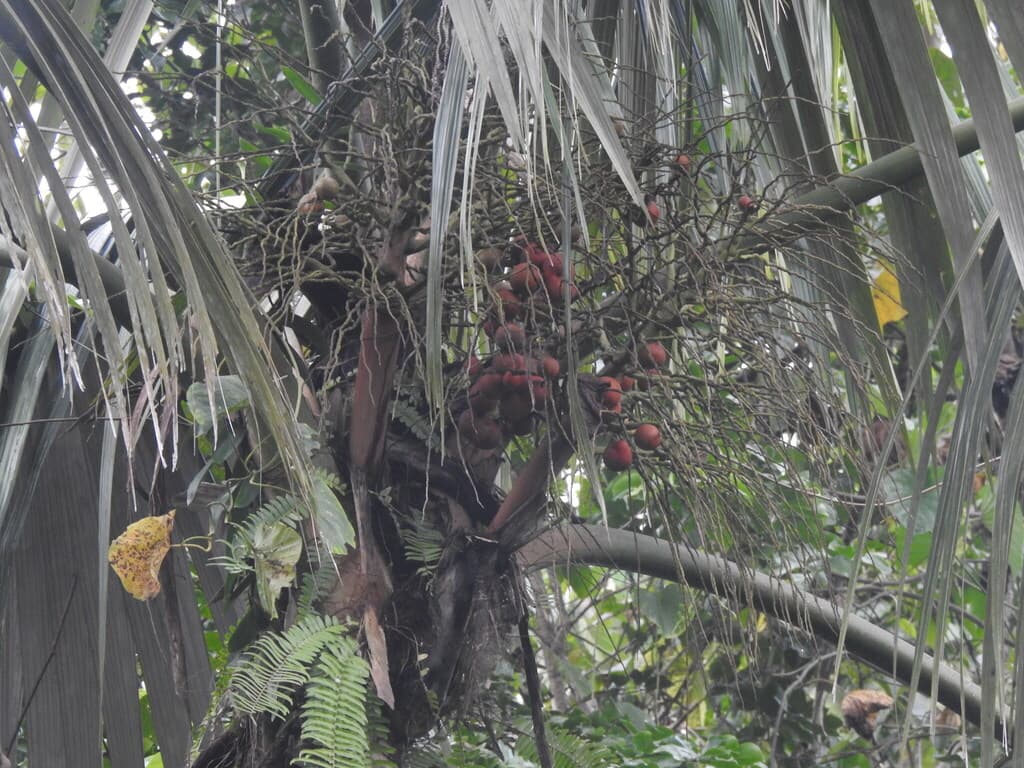 Botanical specimen of Orania Regalis.