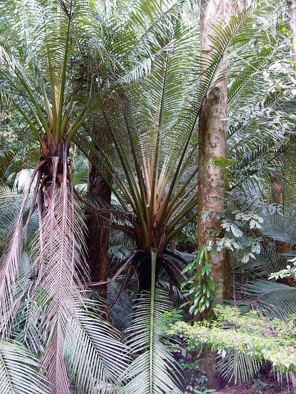 Botanical specimen of Oraniopsis Appendiculata.