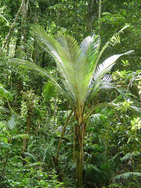 Botanical specimen of Oraniopsis Appendiculata.