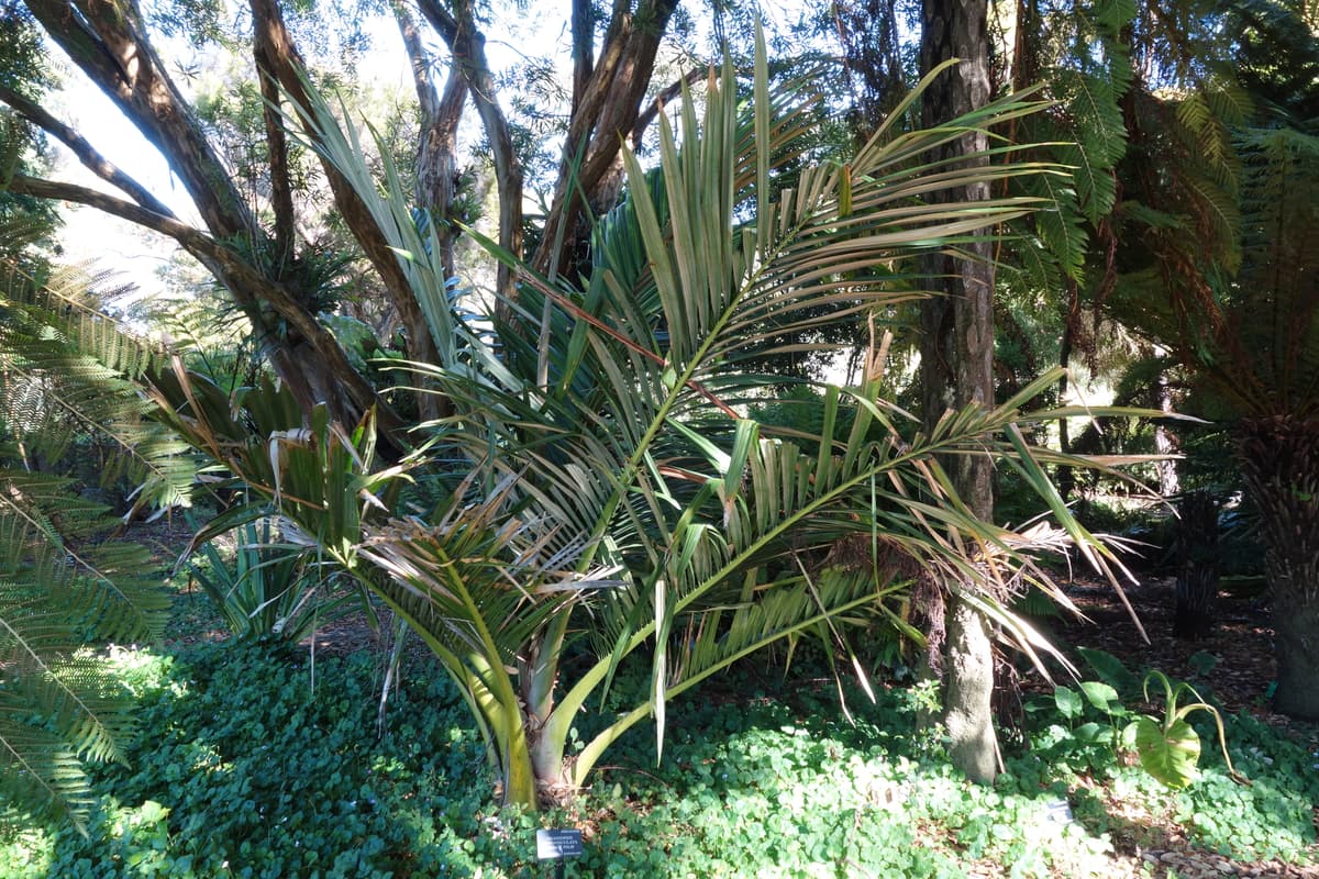 Botanical specimen of Oraniopsis Appendiculata.
