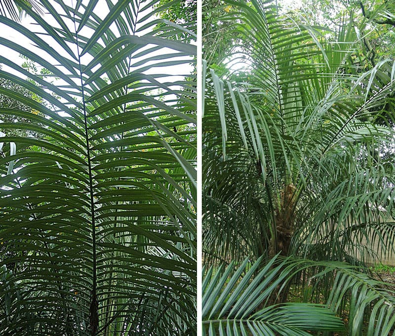 Botanical specimen of Parajubaea Cocoides.