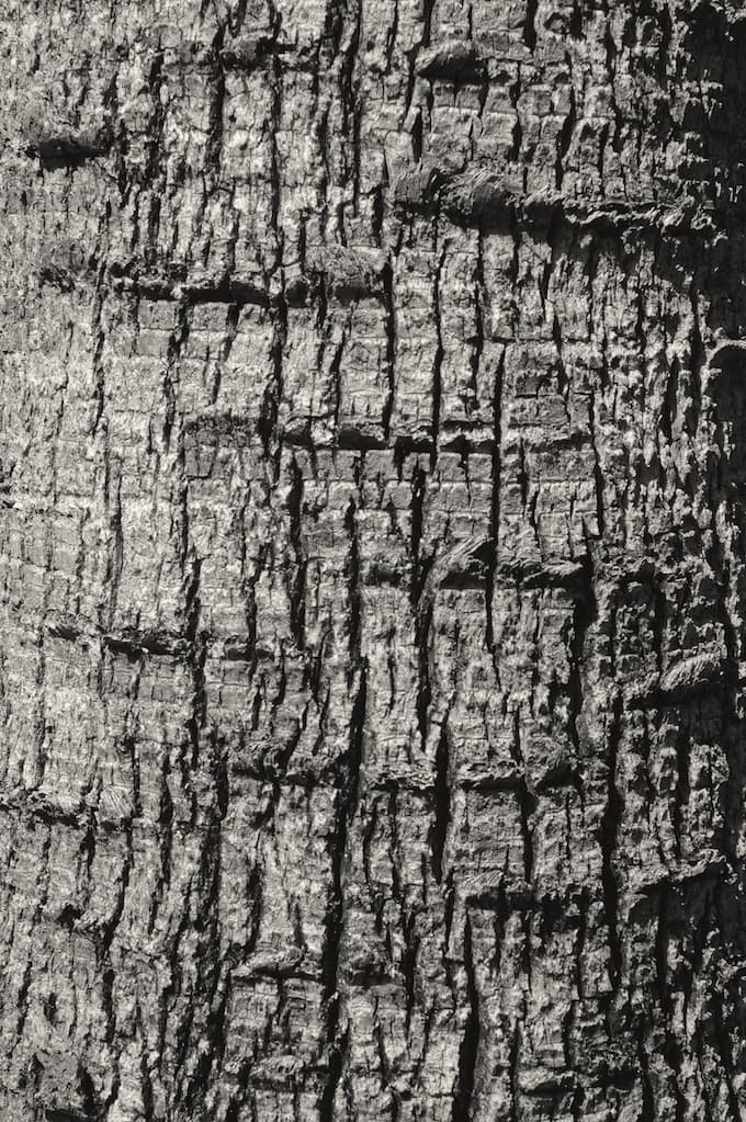 Botanical specimen of Parajubaea Cocoides.