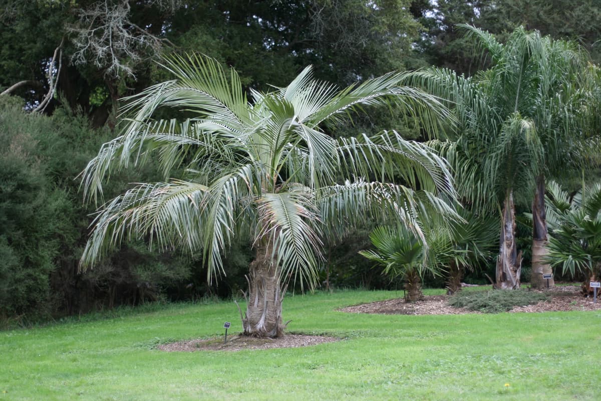 Botanical specimen of Parajubaea Cocoides.