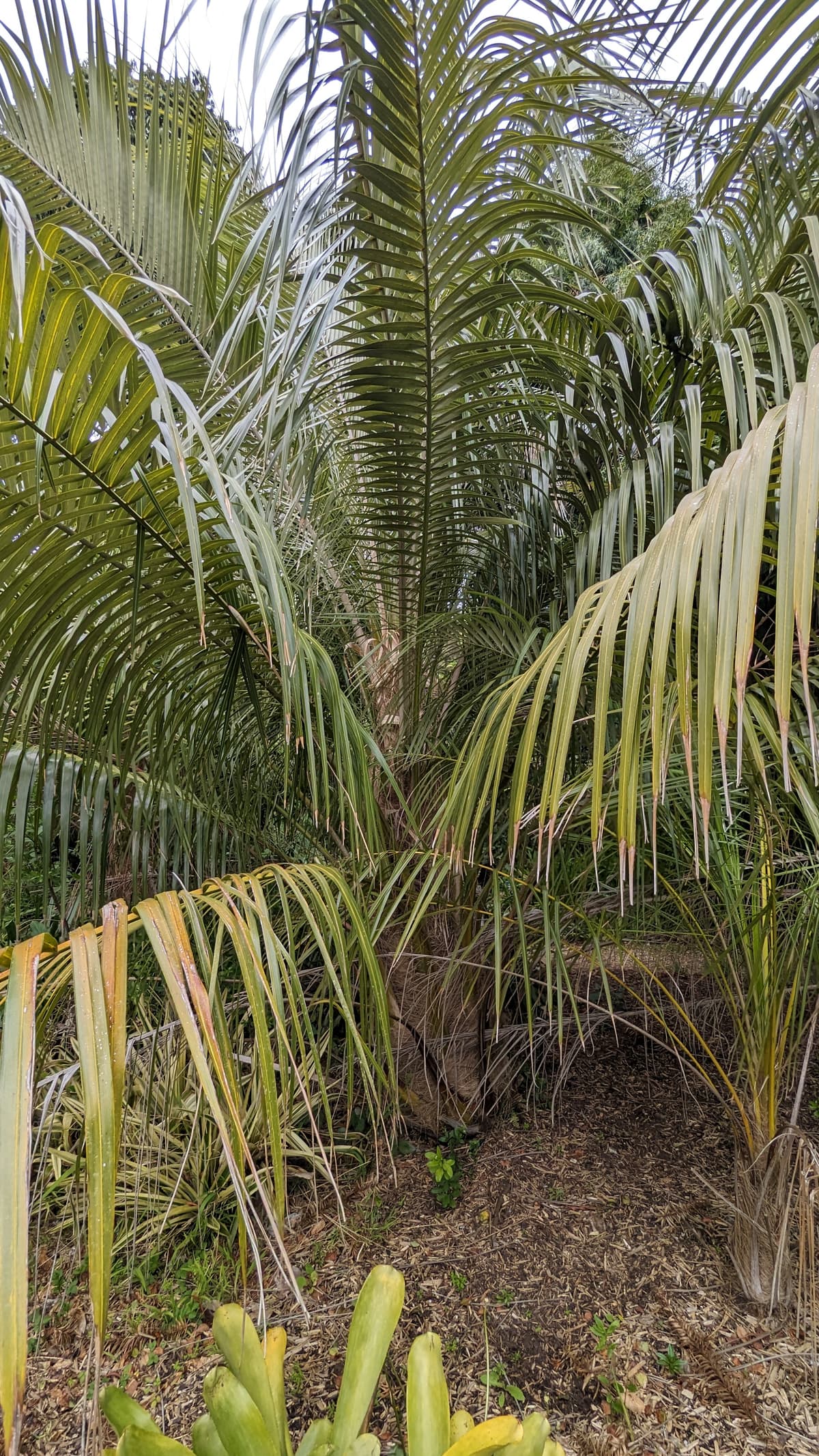 Botanical specimen of Parajubaea Sunkha.