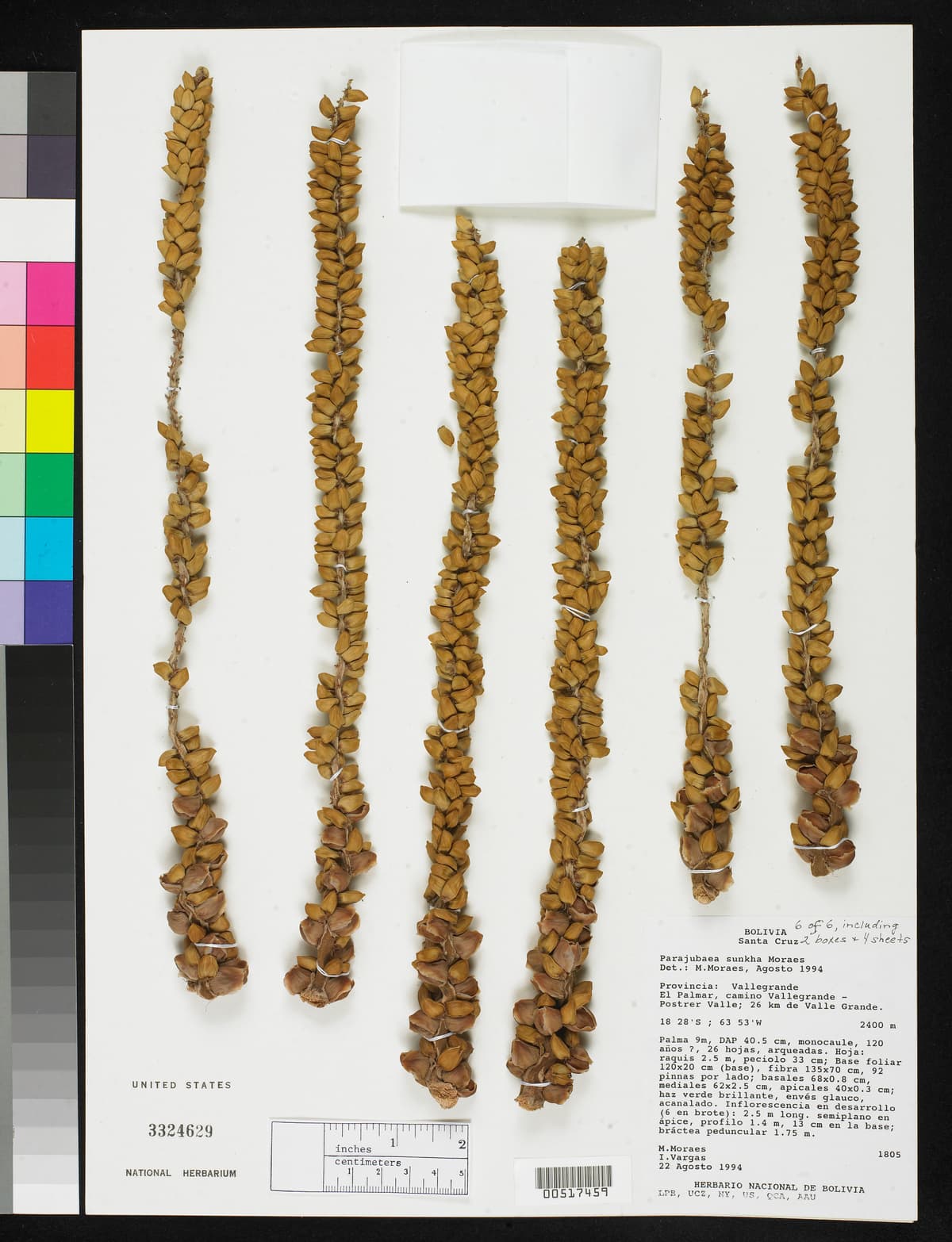 Botanical specimen of Parajubaea Sunkha.