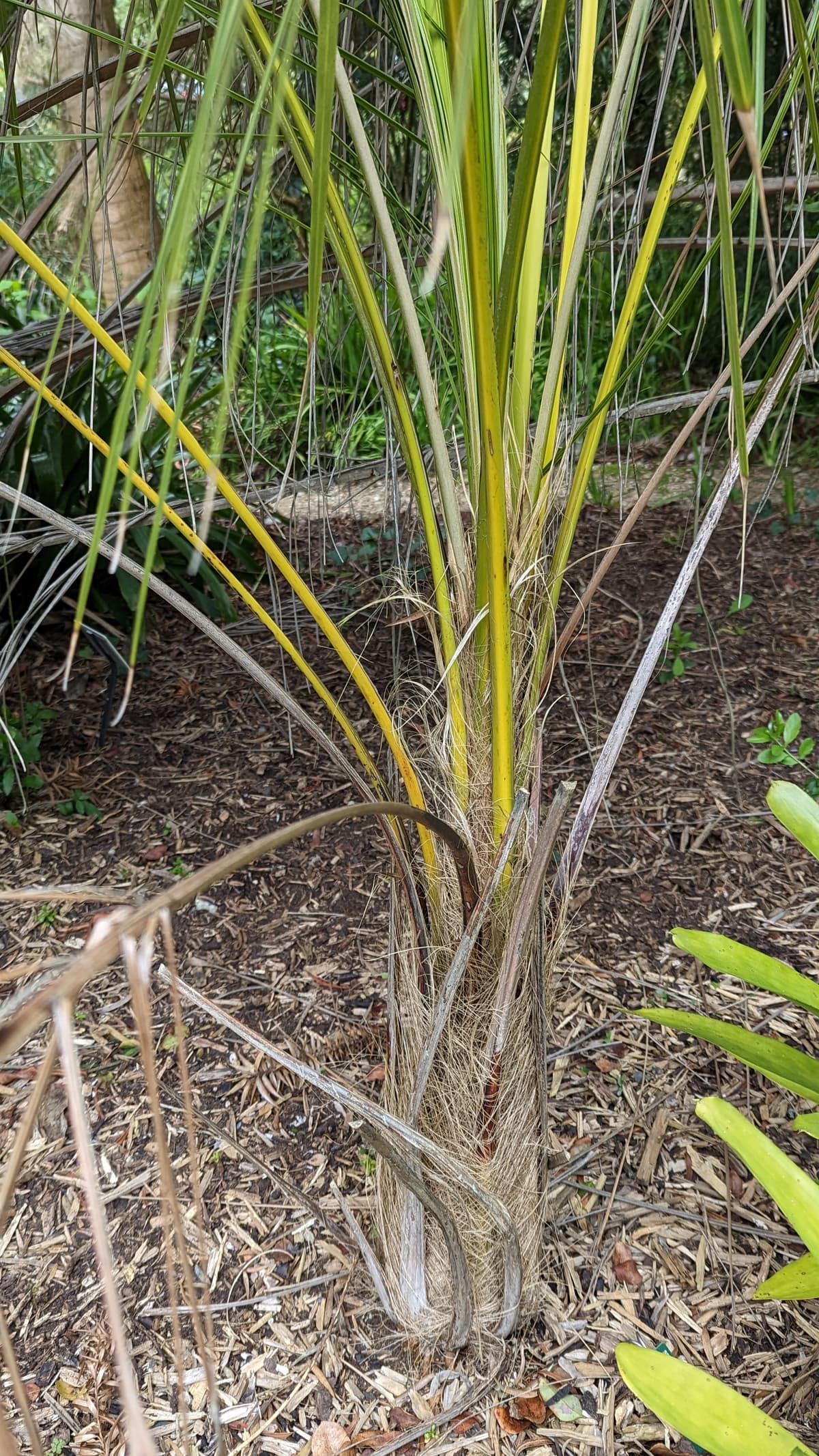 Botanical specimen of Parajubaea Sunkha.