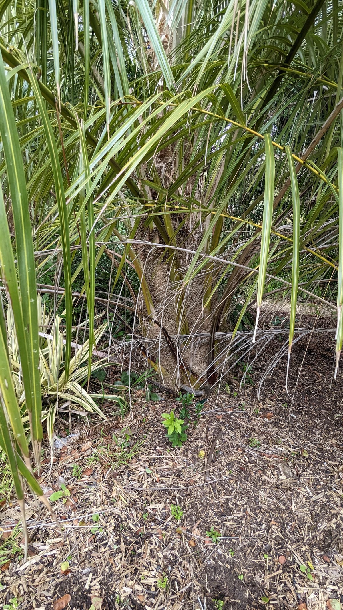 Botanical specimen of Parajubaea Sunkha.