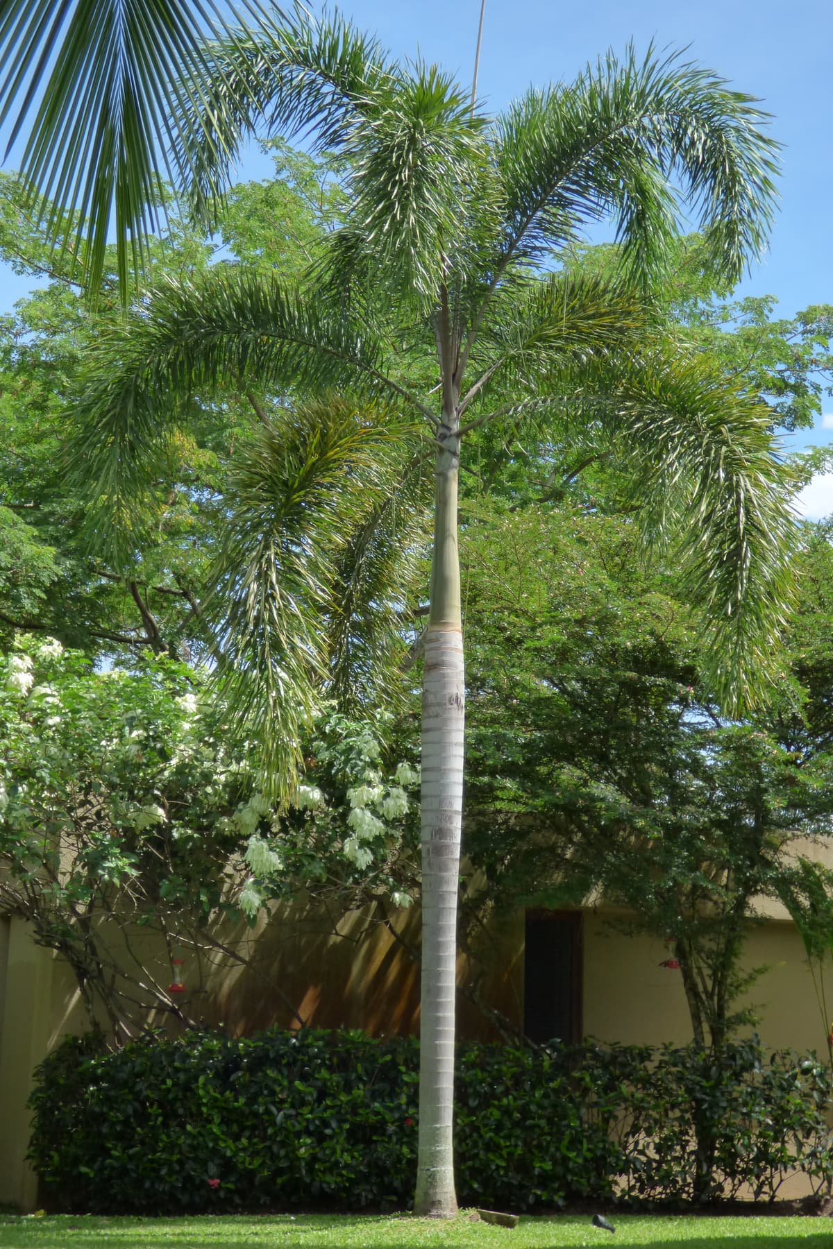 Botanical specimen of Roystonea Regia.