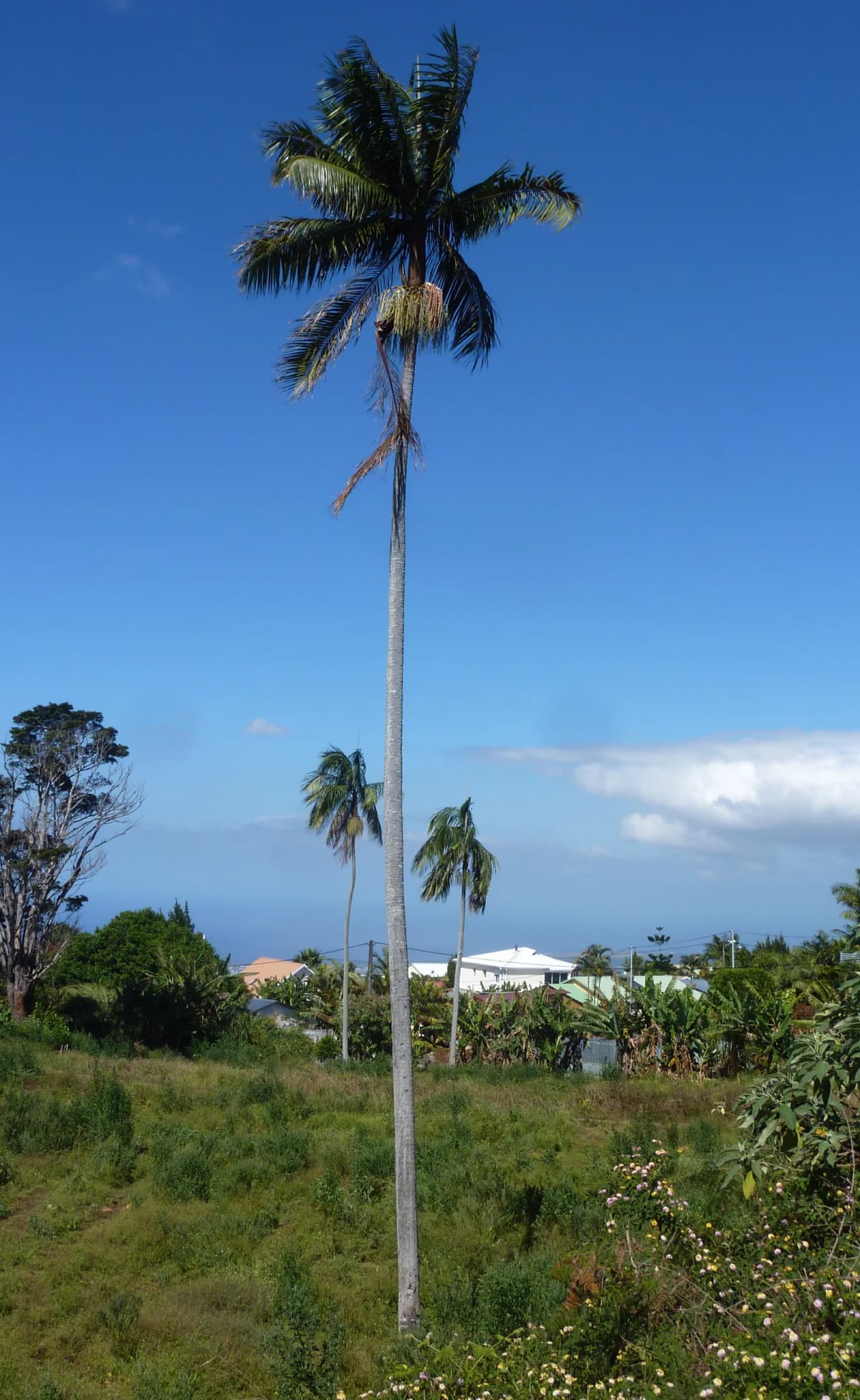 Botanical specimen of Acanthophoenix Rousselii.