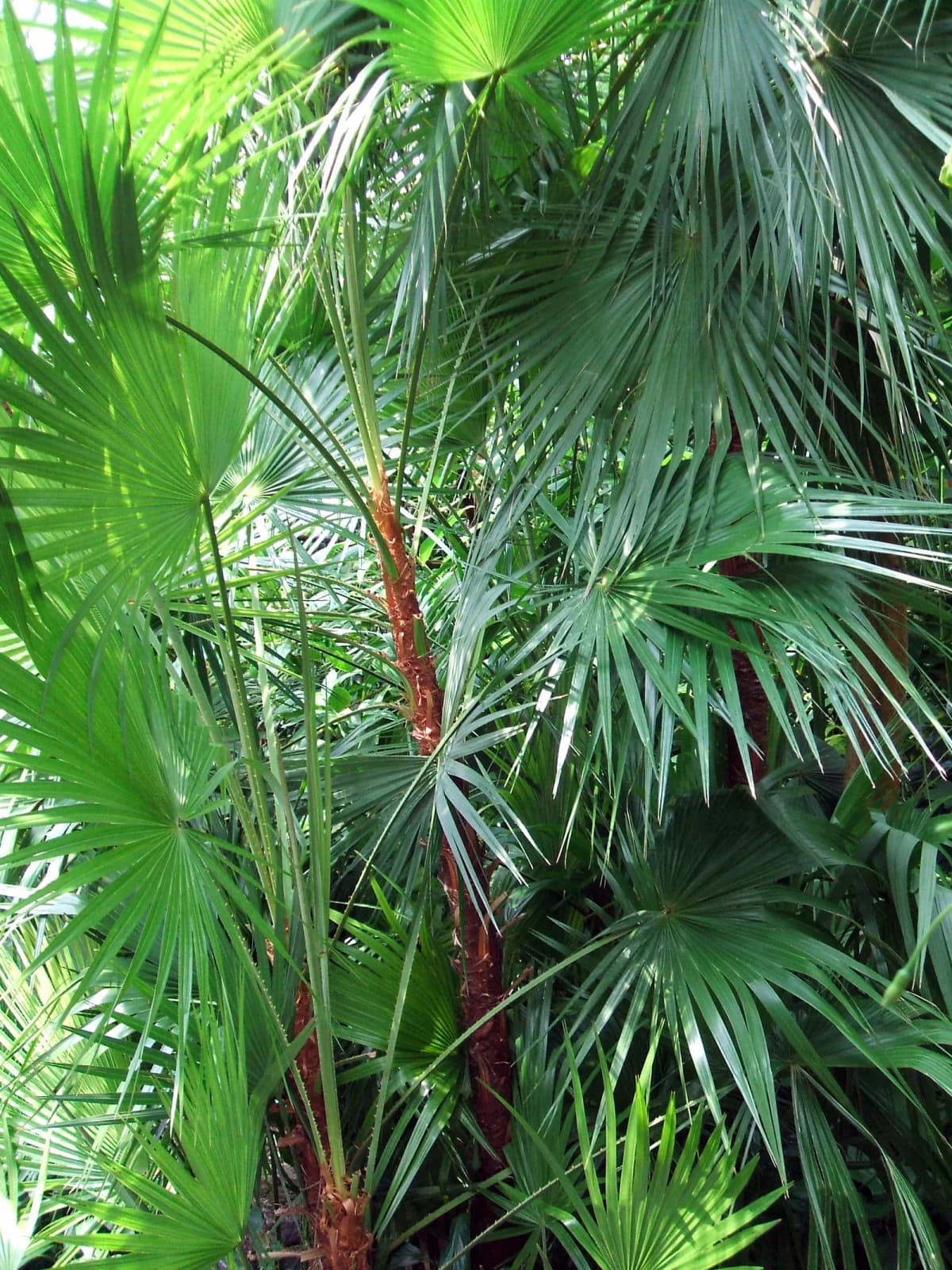 Botanical specimen of Acoelorraphe Wrightii.