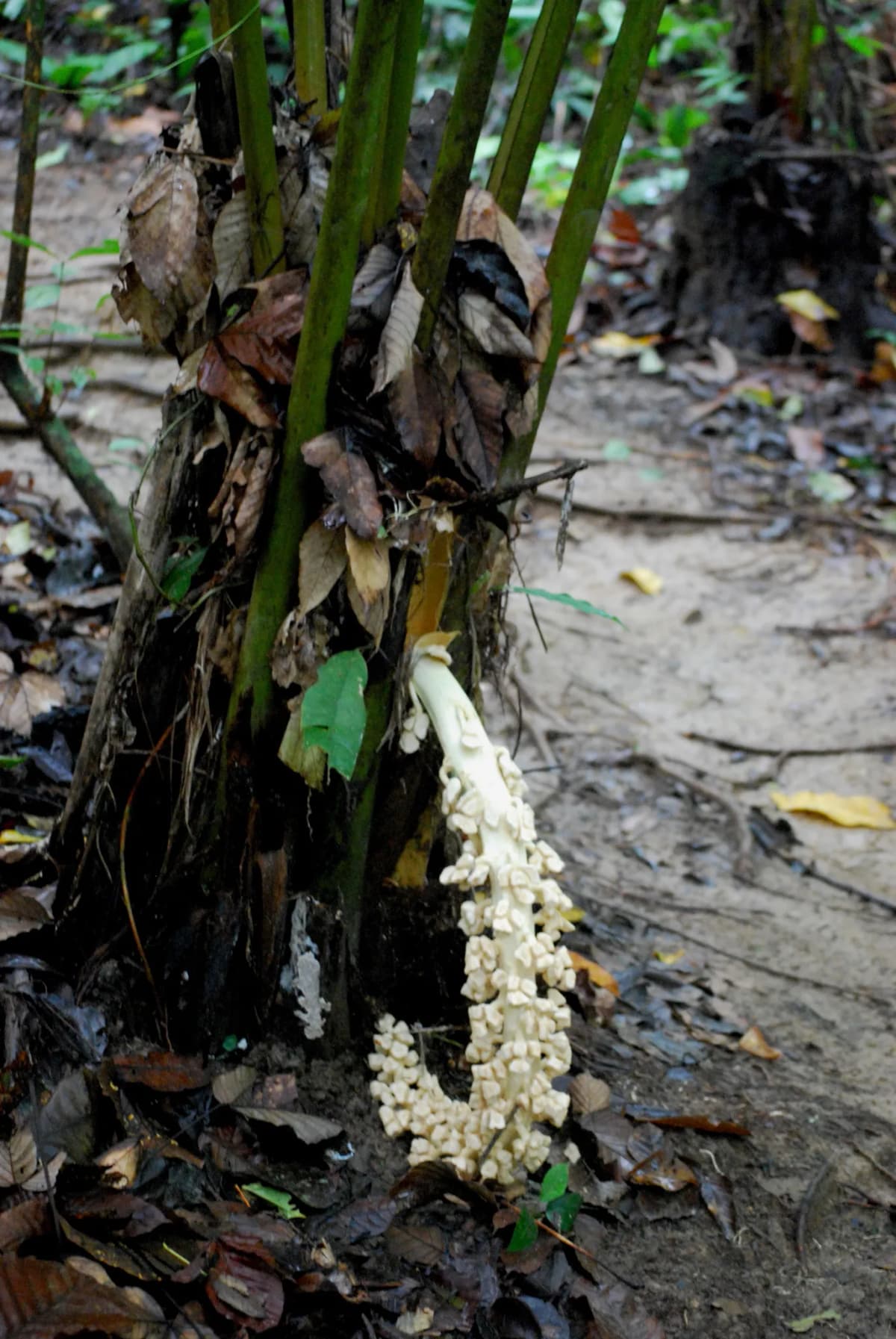 Botanical specimen of Ammandra Decasperma.