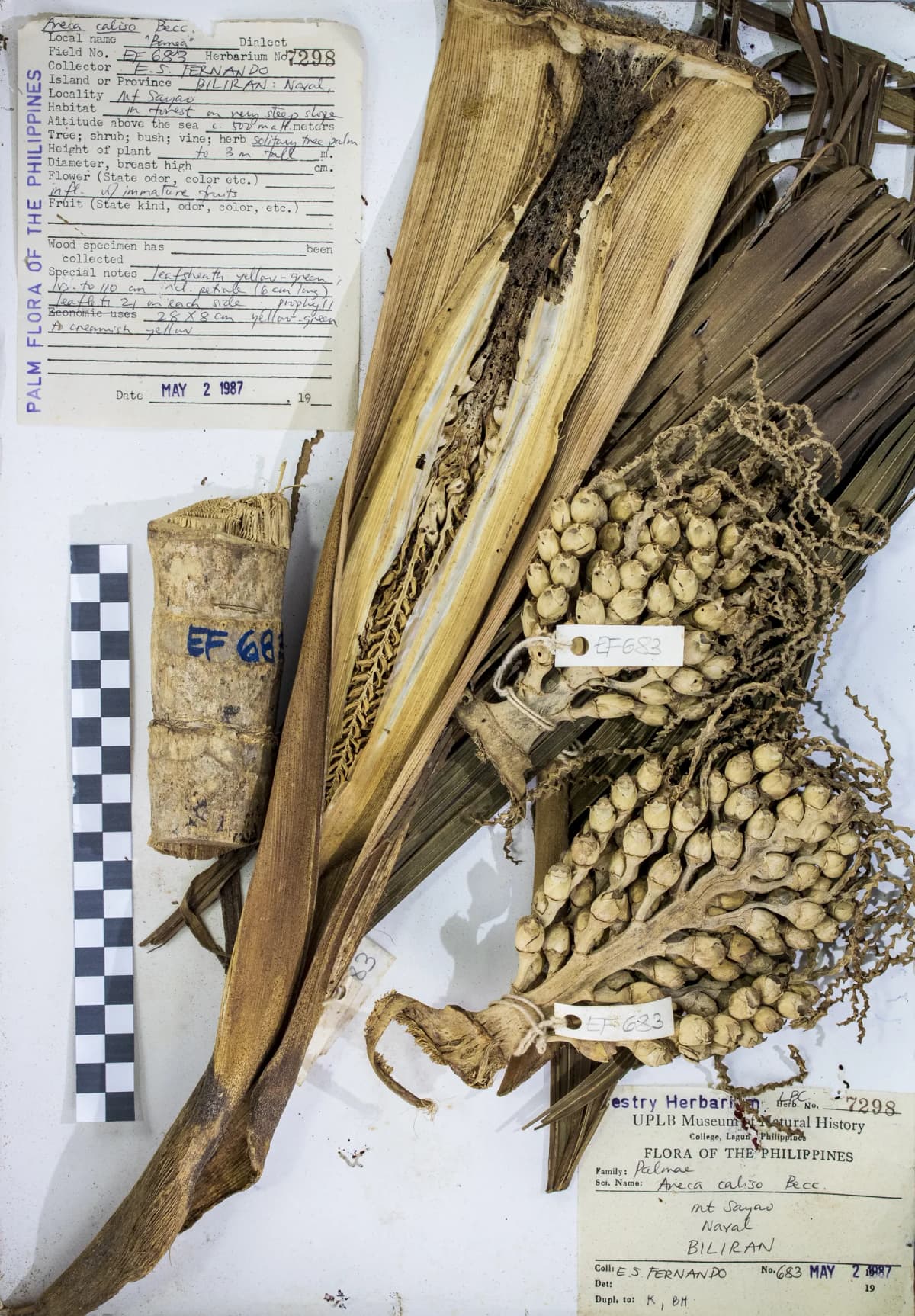 Botanical specimen of Areca Caliso.