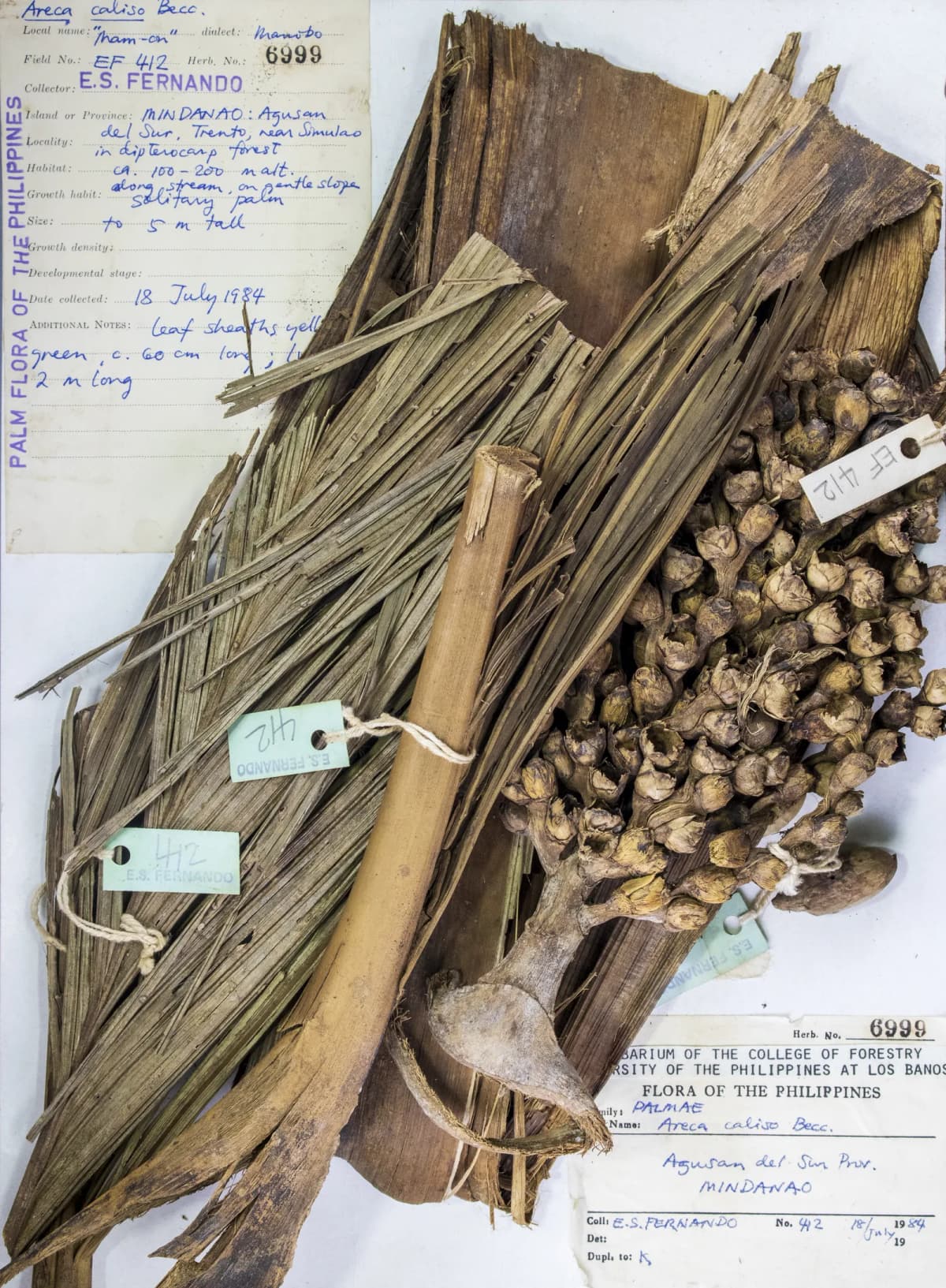 Botanical specimen of Areca Caliso.
