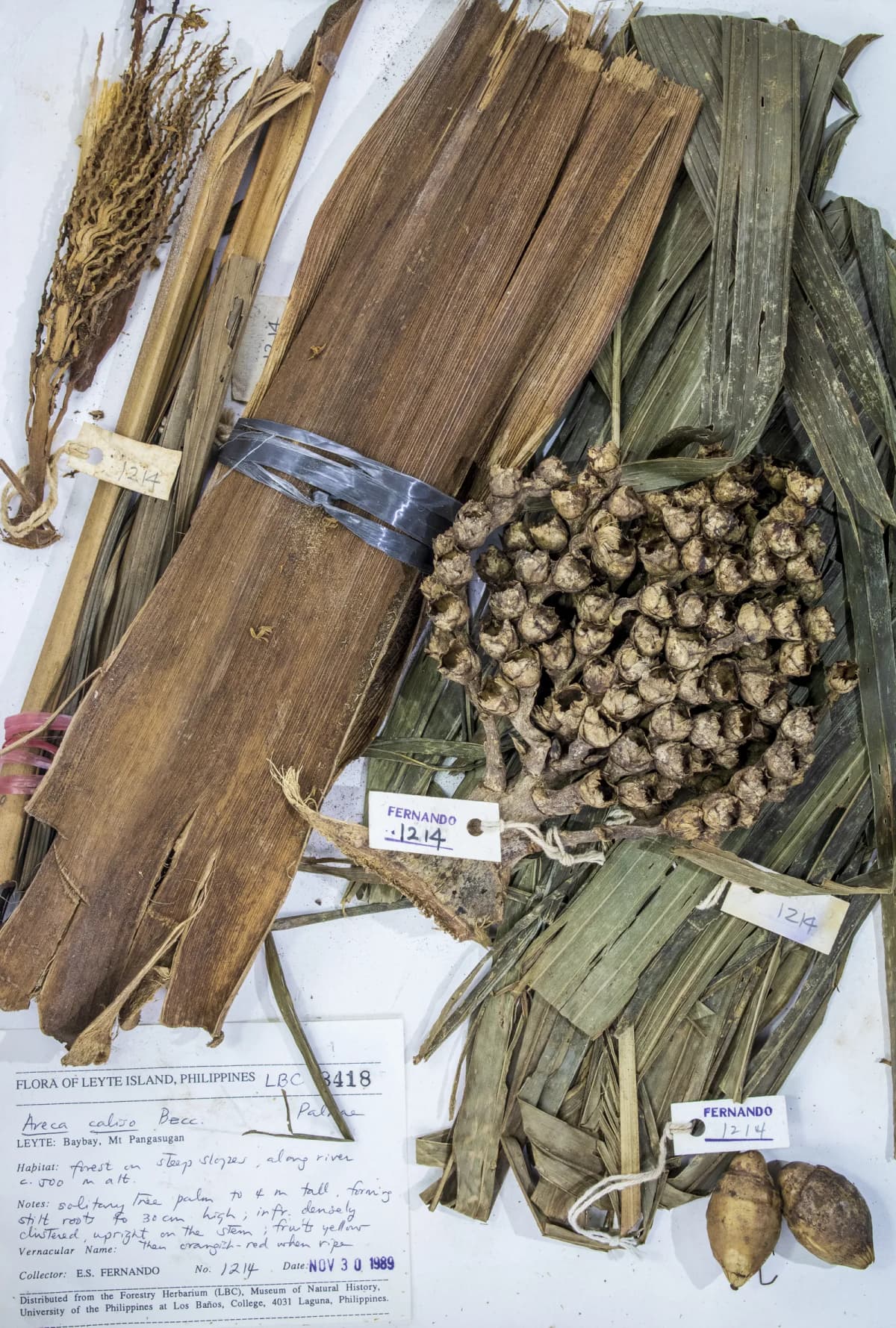 Botanical specimen of Areca Caliso.