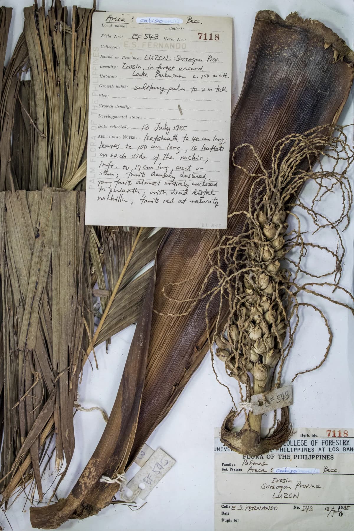Botanical specimen of Areca Caliso.