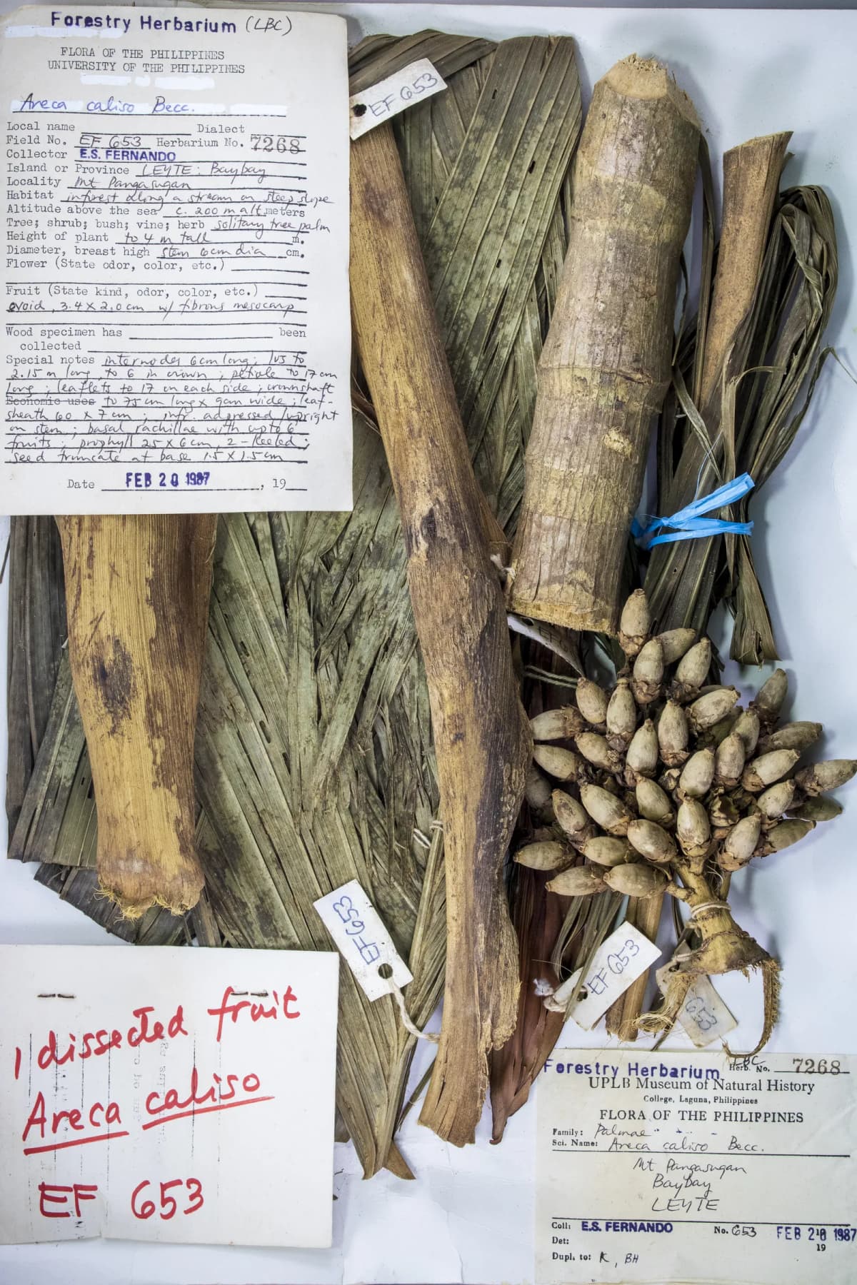 Botanical specimen of Areca Caliso.