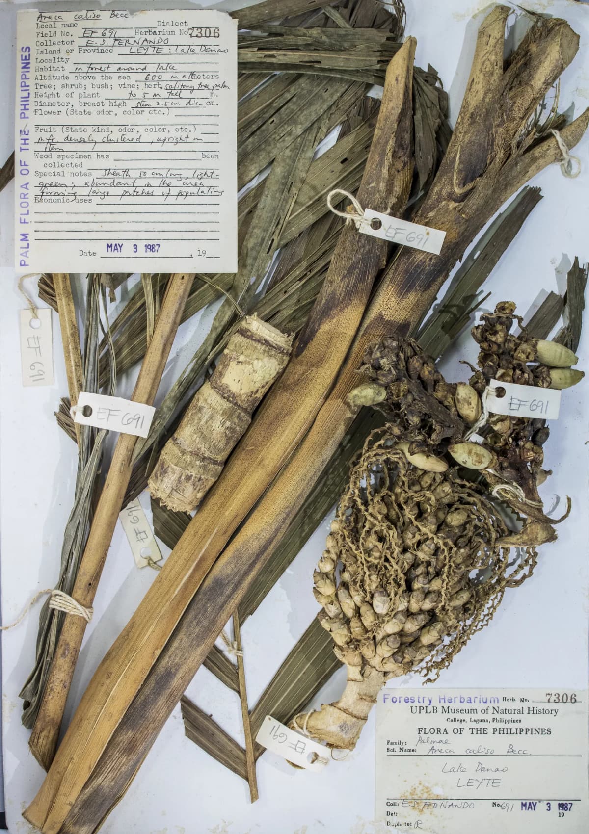 Botanical specimen of Areca Caliso.