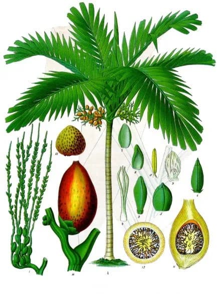 Botanical specimen of Areca Catechu.