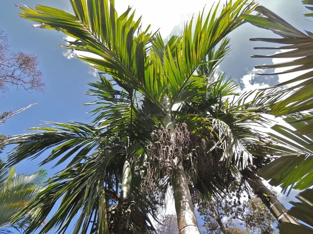 Botanical specimen of Areca Hutchinsoniana.