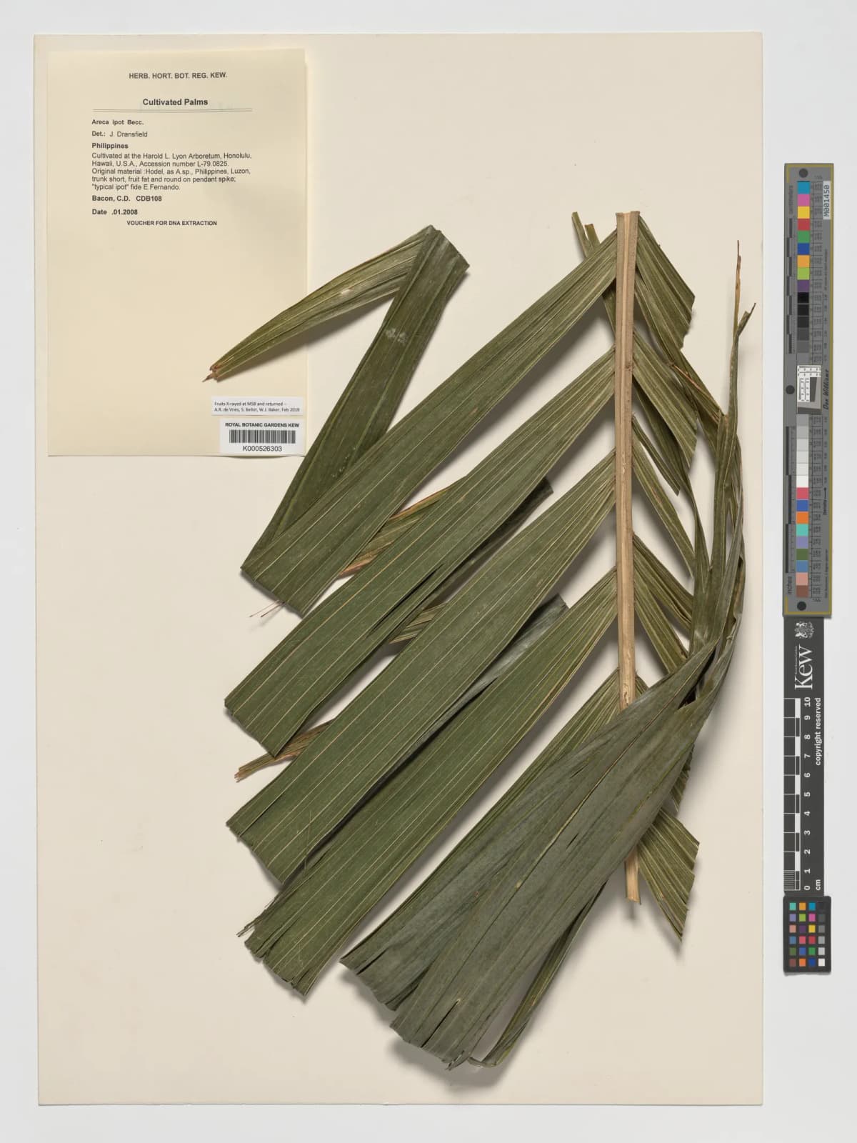 Botanical specimen of Areca Ipot.