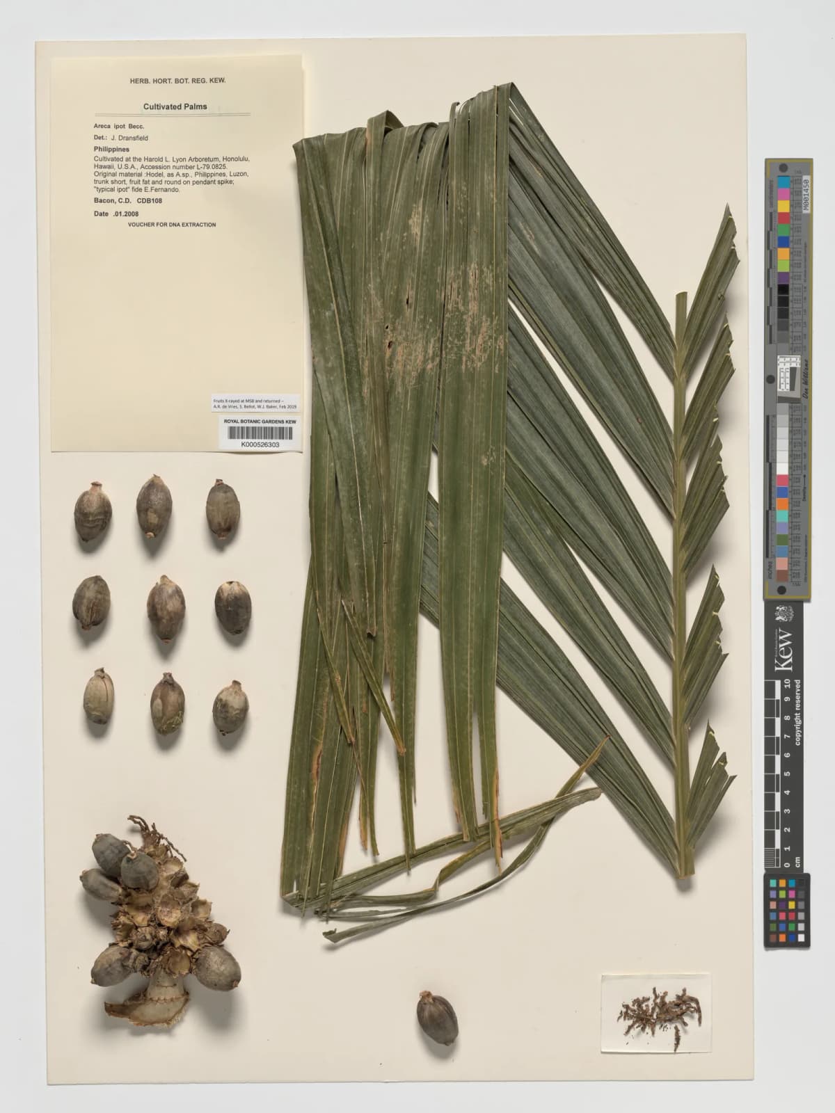 Botanical specimen of Areca Ipot.