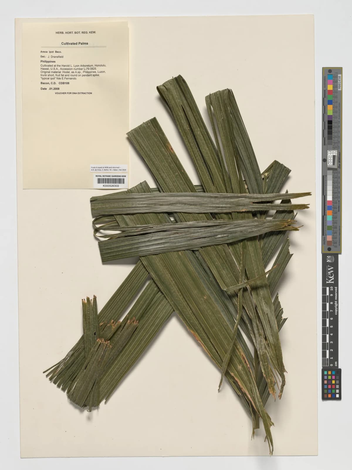 Botanical specimen of Areca Ipot.