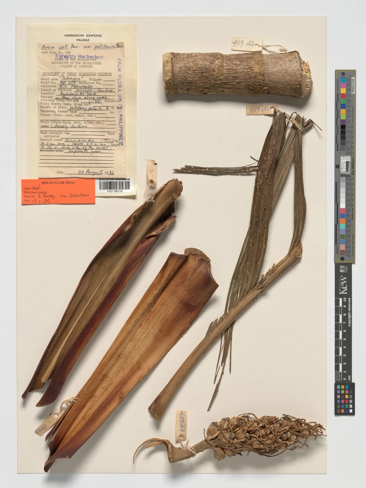 Botanical specimen of Areca Ipot.